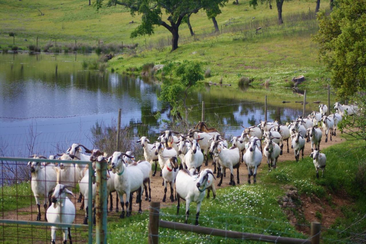 Herdade Vale De Cabras Portel Ngoại thất bức ảnh