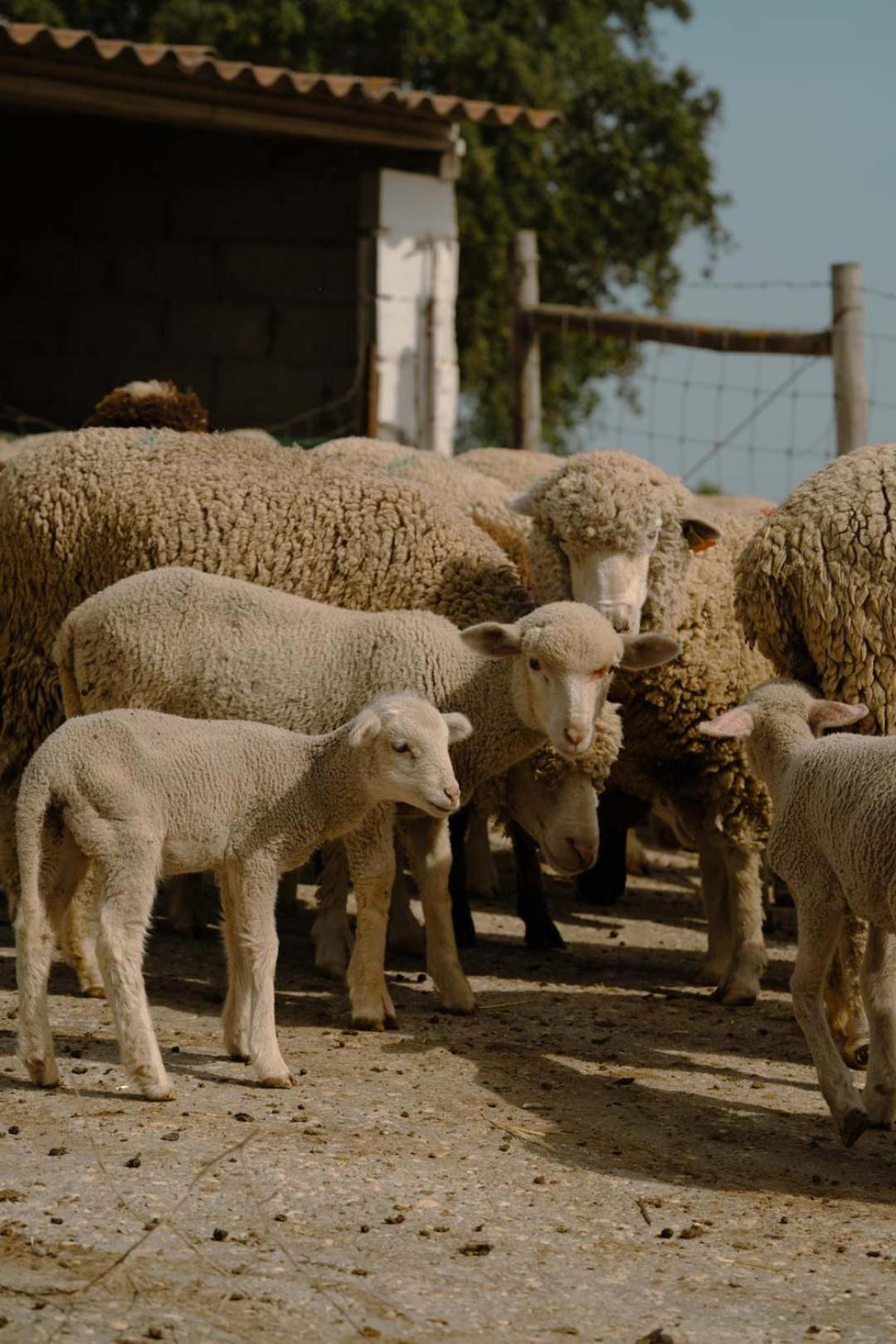 Herdade Vale De Cabras Portel Ngoại thất bức ảnh