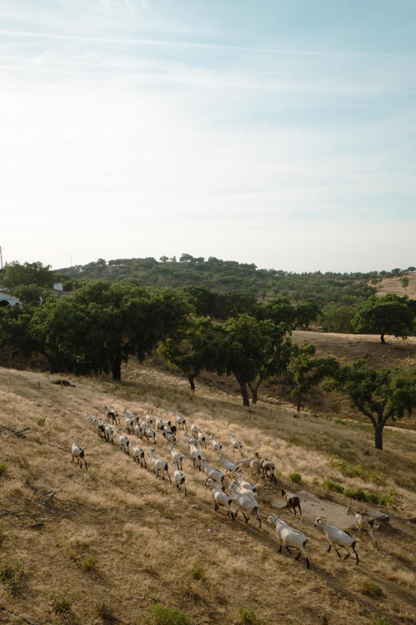Herdade Vale De Cabras Portel Ngoại thất bức ảnh